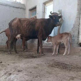 ORAN SUYDLEK GOLELI SYGYR