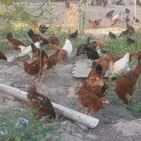 horazlar