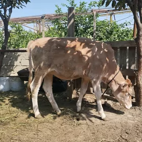 Ökiz we tüwe