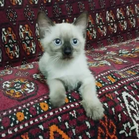 Сиамская кошечка