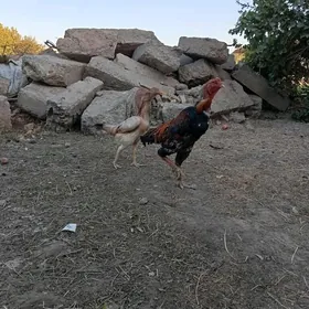 horaz