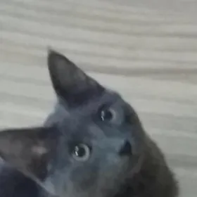 кошка