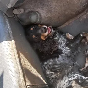Arassa rus spaniel