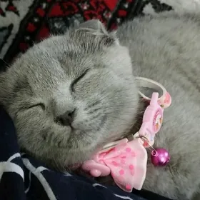 кошка pishik