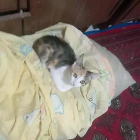 отдам котенка 4 месяца ей