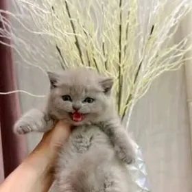 Шотландский Котята