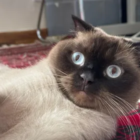 СЯМСКИЙ ВИСЛОУХИЙ КОТ
