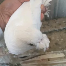 Kepderi