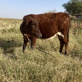 gulajyn