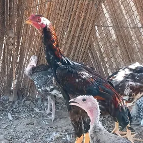 baysok