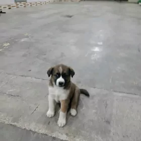 Щенок