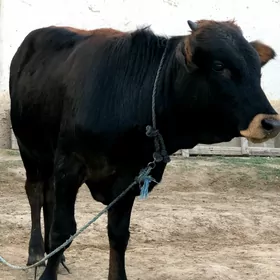 şwes öküz