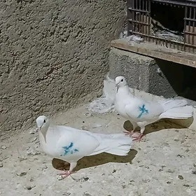 kepderi