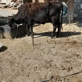 gysyr sygyr