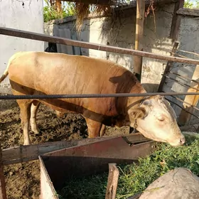 ökiz