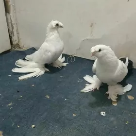 Kepderi