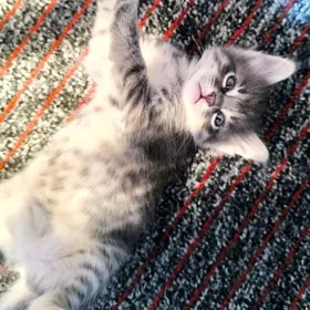 Отдадим котенка в хорошие руки