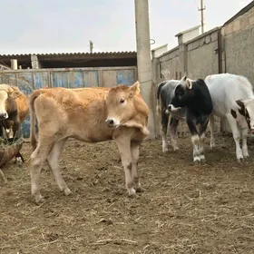 Öküz gacar