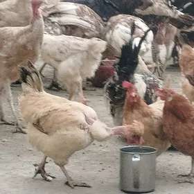 towuklar we induklar