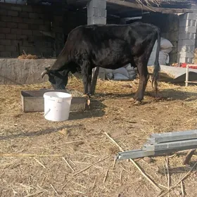 sygyr. bogaz  7 aý bolup gecen