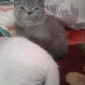 котята