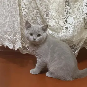 Котик страйт