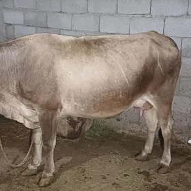Göleli sygyr