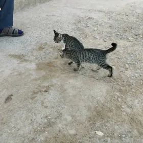 pişik çaga