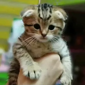 Шотландские шиншиллы