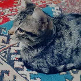 pişik