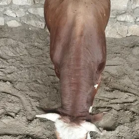 Öküz