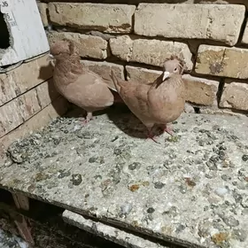 kepderi