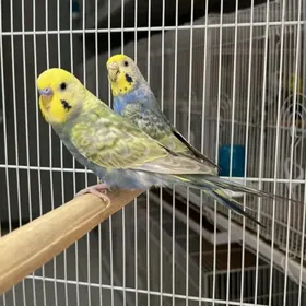 popugay gus