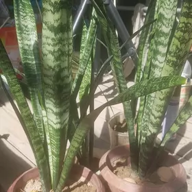 цвети  гуллер