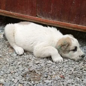 alabaý köpek