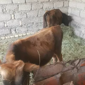 Ökùzç.