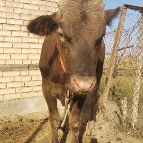 bakylan öküz