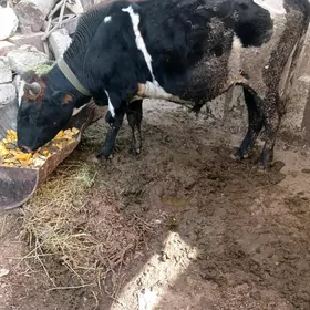 őküz