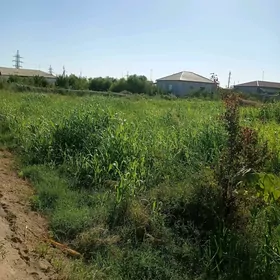 gül atiz