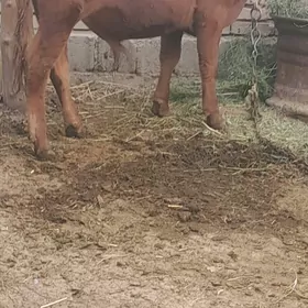 öküz .