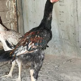 Taşkent horaz