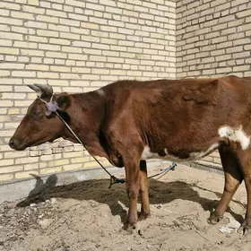 Bogaz inek we gunajyn