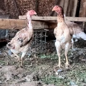 Taşkent balakly jüýje