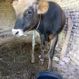õküz