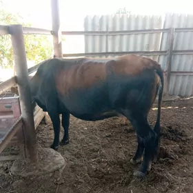 Bogaz sygyr