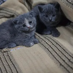 котята
