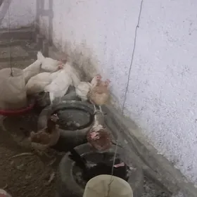 Towuk Товук