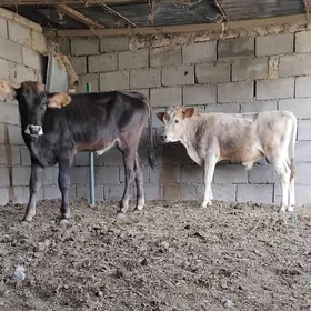 ŠWES OKUZ TUWE