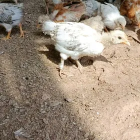jüýje