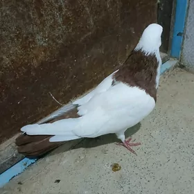 kepderi